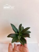 ต้นไม้ประดิษฐ์พร้อมส่ง