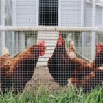 ขายรั้วตาข่ายพร้อมส่งแม่สอด