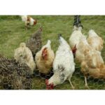 ขายตาข่ายถักจีนพร้อมส่งแม่สอด